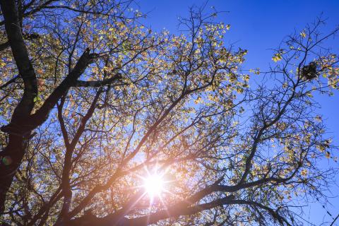 Sunlight Through the Branches